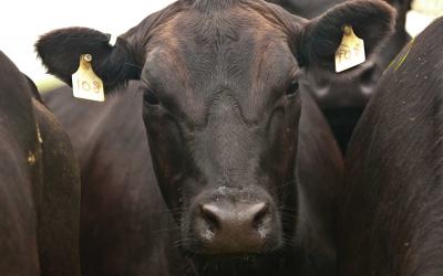A black angus cow with yellow tags hanging from its ears.