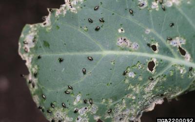 Small black beetles feeding on a green leaf.