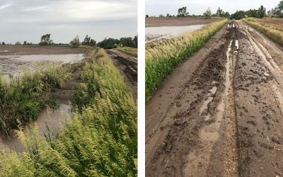 A heavily tilled field showing signs of severe topsoil loss due to erosion. Next to it, there is a no-till field with no noticeable signs of erosion.