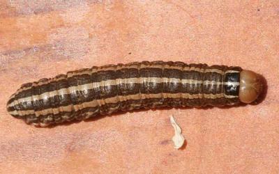 Brown caterpillar with tan head capsule and 3, light-tan stripes running along its back.