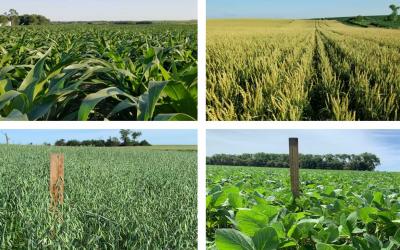 Four photos depicting field progress for corn, winter wheat, oats and soybean as of July 2, 2020.