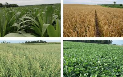 Four photos depicting field progress for corn, winter wheat, oats and soybean as of July 10, 2020.