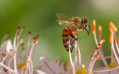 A bee pollinating a flower.