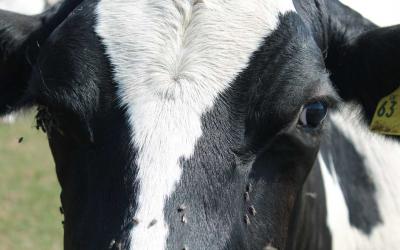 A holstein dairy cow with several flies on its face.