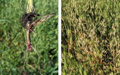 Two photos of oat plants exhibiting fusarium root and crown rot. Left: An oat tiller with pinkish color on the crown and first node indicative of Fusarium root and crown rot. Right: Green oat plant with yellow, dry markings throughout indicative of Fusarium root and crown rot.