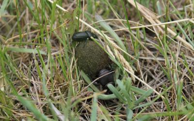 A male and femail dung beetle rolling a ball of dung in a pasture. Courtesy: Beverly Skinner/USFWS (CC BY 2.0)