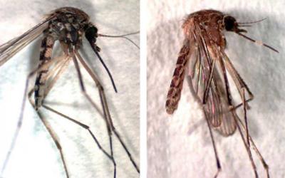 Mosquito with darker coloration and mosquito with white band on proboscis.