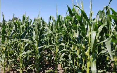 Corn plants with recently emerged tassel and ear in a field.