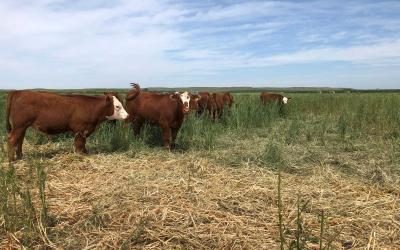 A group of red and white calves grazing in a field of switchgrass.