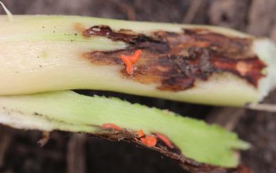 Orange larvae on discolored soybean stem.