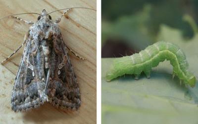 ALT TEXT: Left: Brown moth with light markings on the wings. Right: Green caterpillar with a white line on the side of its body on a green leaf.