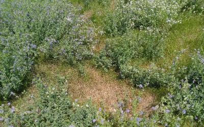 A pasture containing a mixture of grasses and alfalfa.