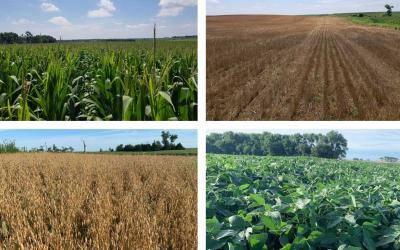 Four photos depicting field progress for corn, winter wheat, oats and soybean as of July 31, 2020.