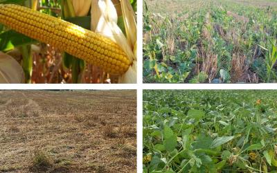 Four photos depicting field progress for corn, winter wheat, oats and soybean as of August 31, 2020.