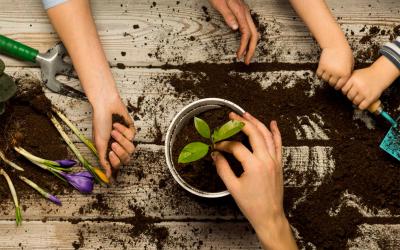 An adult and several children's hands at a table planting a seedling in a container.