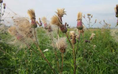 Flowering Canada thistle distributing seed in a pasture.