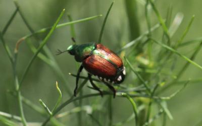 Shiny green and bronze beetle on green dill plant.