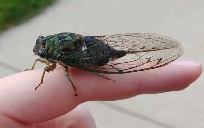 Brown and green insect with clear wings that are folded over its body like a tent.