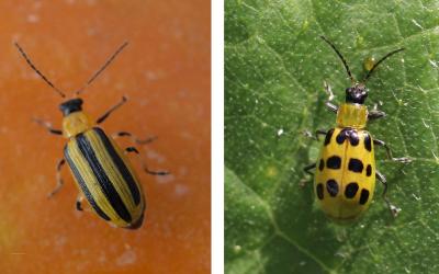 Left: Yellow beetle with a black head and three distinct black stripes on the back. Right: Yellow beetle with a black head and twelve black spots on the back.