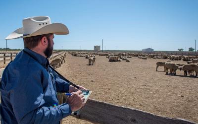 Young rancher taking a flock inventory outside a sheep pen.
