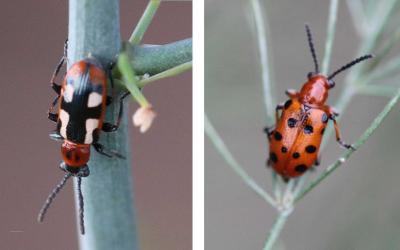 Left: Common asparagus beetle adult. Right: Twelve-spotted asparagus beetle adult.