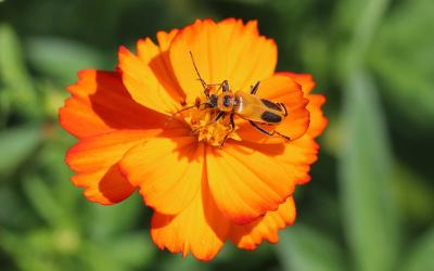 Orange beetle with black markings on an orange flower