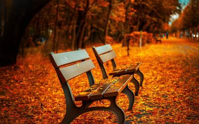 several park benches covered in orange leaves
