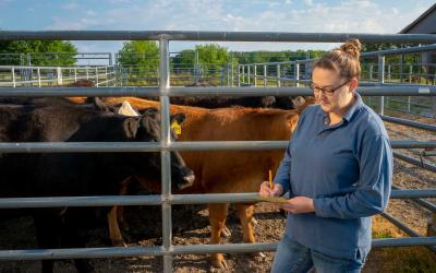Young, female rancher observing beef cattle in a pen.