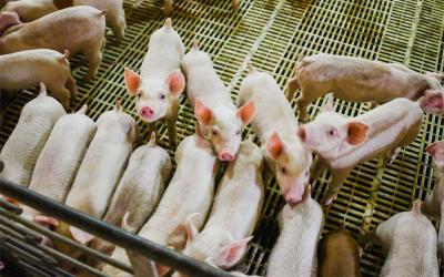 Group of weanling pigs inside a wean-to-finish facility.