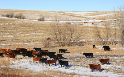 Mixed cattle grazing a harvested cornfield in winter.