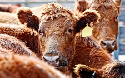 Red angus cattle gathered in a feedlot in winter.