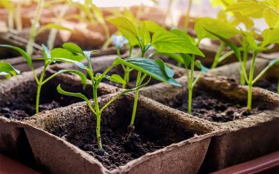 Variety of vegetable seedlings growing in small containers near a windowsill.