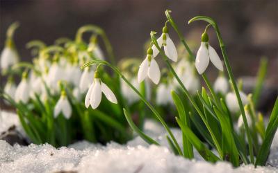 Snowdrop flowers blooming in a garden in late winter.