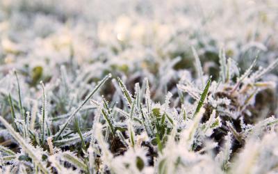 Lawn covered with frost.