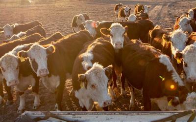 Group of hereford heifers waiting to be fed.