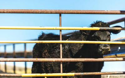 A black calf isolated in a feedlot.