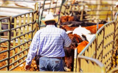 Rancher moving a group of feedlot cattle.