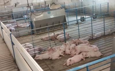 Group of pigs lying in a pile inside a wean-to-finish facility.