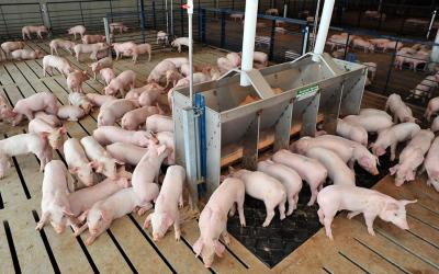 Herd of young pigs inside a wean-to-finish facility.