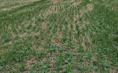 Green cover crop growing within yellow wheat stubble.