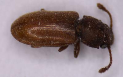 Elongate, reddish-brown beetle on a white background.