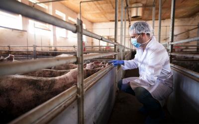 A hog farm employee wearing a mask, hairnet, and gloves. He is inspecting a group of pigs.