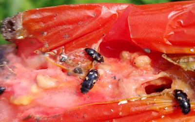 Black beetles with orange or yellow spots feeding on a ripe tomato.