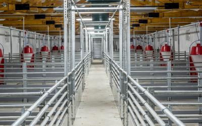 Swine facility interior.