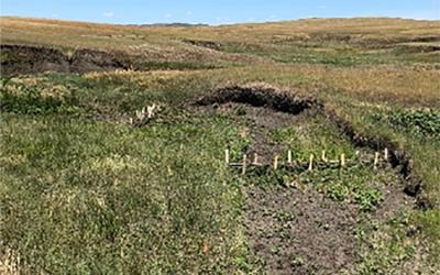 A series of beaver dam analog structures built to limit rangeland erosion.