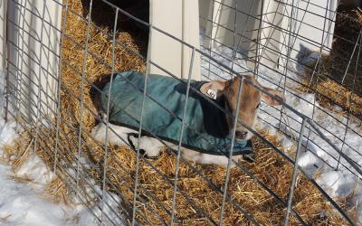 Brown Swiss Dairy Calf, lays outside calf hutch in straw bedding with blue calf coat on, sunning itself in the winter sunshine.