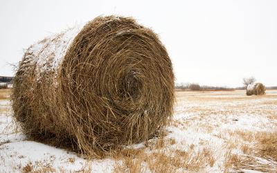 Frosted hay bale in winter pasture.