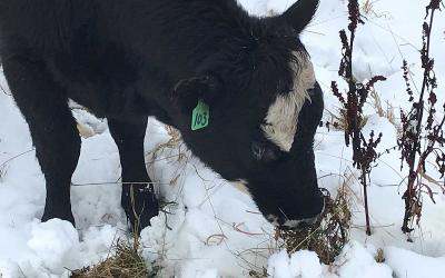 A yearling heifer grazes on Canada thistle after a mid-October snowfall.