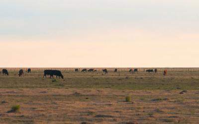 Small herd of mixed cattle grazing rangeland in late fall.