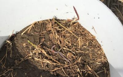 Earthworms on the soil surface inside a white hard-plastic ring, after mustard-vinegar solution was drained down through the soil profile forcing earthworms out onto the surface in order to be counted.